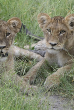 Gomoti Plains Botswana Wildlife Sighting March Southern Pride Gallery 1