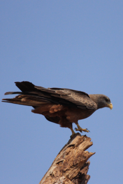 Machaba Zimbabwe Hwange Verneys Camp Sighting February 2020 Gallery Bird