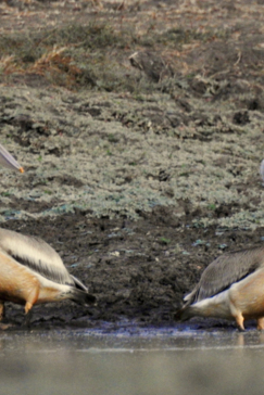 Zimbabwe Mana Pools Ingwe Pan August 2020 Birds