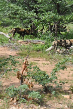 Machaba Zimbabwe Deteema Springs Sighting February 2020 Gallery Wild Dogs