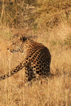 Botswana Gomoti Plains Leopard Sighting