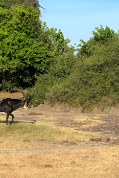 Machaba Botswana Chobe Ngoma Lodge Sable