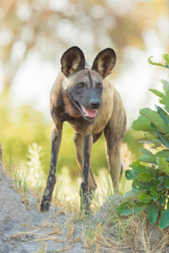 Machaba Botswana Okavango Delta Machaba Camp Hyena Sightings Update June 2017