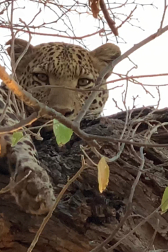 Machaba Botswana Okavango Delta August Sightings 2020 Leopard Gallery