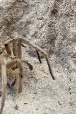 On Safari Nala Episode 17 Spider Gallery