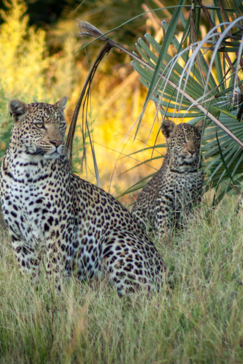 Machaba Botswana Zimbabwe Ultimate Safari Destination Wildlife Leopard