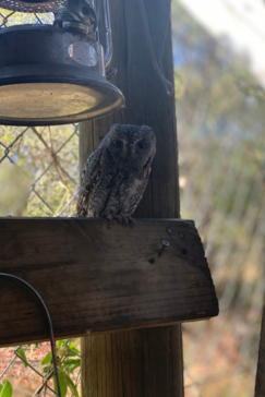 Machaba Botswana Okavango Delta Gomoti Plains Leopard Sightings July 2020 Owl