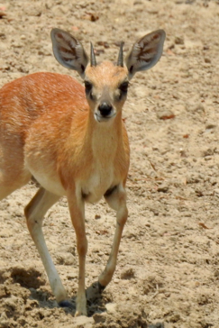 Zimbabwe Mana Pools Ingwe Pan Buck