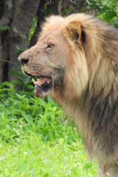 Zimbabwe Hwange National Park Deteema Springs Camp Wildlife Sightings December 2020 Male Lion