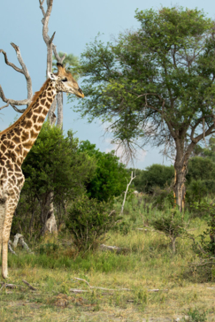 Botswana Okavango Delta Machaba Camp Sightings Feb 2021 Giraffe