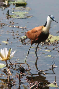 Ngoma Safari Lodge Wildlife African Jacana