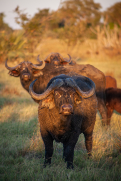 On Safari Nala Episode 15 The Cape Buffalo