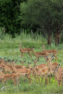 Botswana Okavango Delta Gomoti Camp Sightings May 2021 Impala