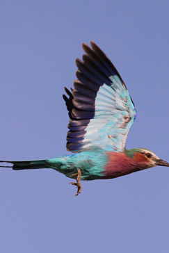Machaba Botswana Okavango Delta Gomoti Plains Camp Bird 2 Sightings February 2018