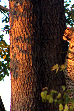 Machaba Botswana Okavango Delta Machaba Camp Leopard 2 Sightings May 2018