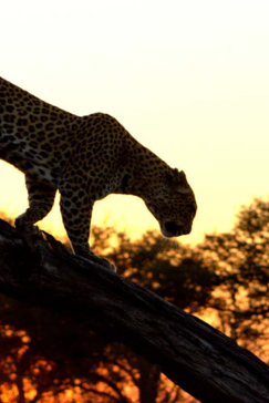 Machaba Botswana Okavango Delta Gomoti Plains Camp Leopard Sightings August 2017