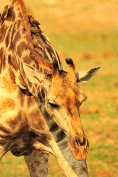 Zimbabwe Hwange National Park Deteema Giraffe