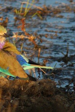 Machaba Botswana Okavango Delta Gomoti Plains Camp Bird 1 Sightings July 2018