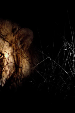 Machaba Botswana Okavango Delta Lion Sightings Update July 2017