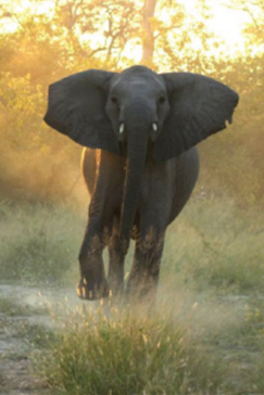Machaba Botswana Okavango Delta Machaba Elephant Sightings May 2017