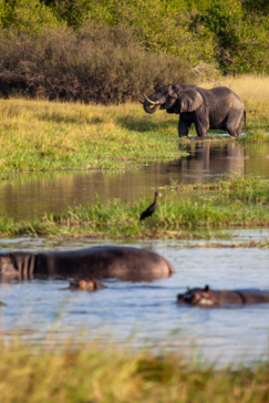 Safari Nala Okavango Delta Wildlife