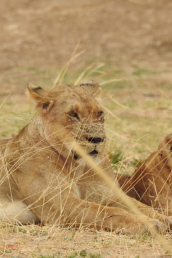 Zimbabwe Mana Pools Ingwe Pan August 2020 Lioness