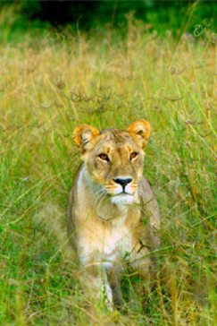 Machaba Botswana Okavango Delta Machaba Lion Sightings March 2017