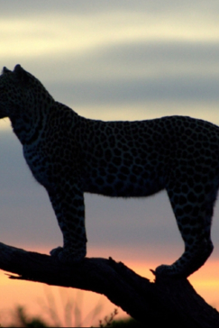 Machaba Camp Botswana Okavango Delta Little Machaba Camp Leopard Sightings February 2018