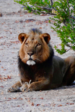 Zimbabwe Mana Pools Ingwe Pan August 2020 Lion