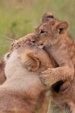 Machaba Botswana Okavango Delta Gomoti Plains Lion Cub Sightings April 2018