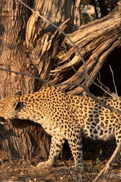 Botswana Okavango Delta Machaba Camp Leopard Hunt