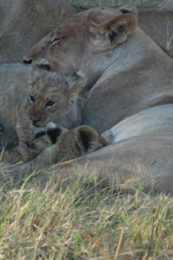 Machaba Botswana Okavango Delta Machaba Camp Lioness Cubs