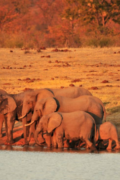 Machaba Zimbabwe Hwange Deteema Camp Elephants Sightings August 2019