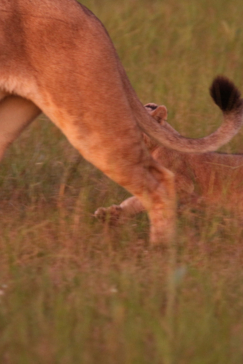 Machaba Botswana Okavango Delta Gomoti Plains Camp Lion And Cubs 8 Sightings March 2018 6
