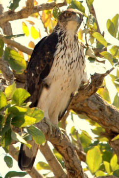 Machaba Zimbabwe Hwange Deteema August Sightings 2020 Bird Image