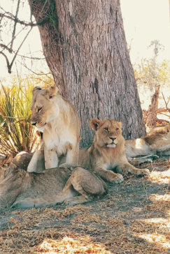 Machaba Botswana On Safari Nala Lion