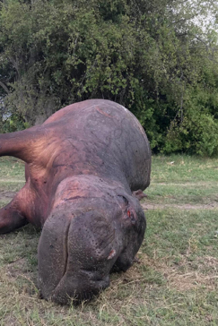 Machaba Camp Botswana Okavango Delta Little Machaba Camp Hippo Sightings December 2018