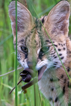 Botswana Gomoti Plains Serval5
