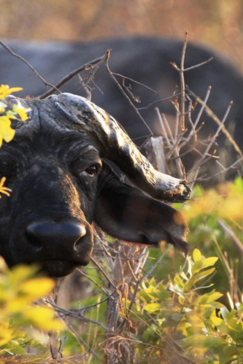 Machaba Zimbabwe Hwange Verneys Camp Buffalos Sightings April 2019