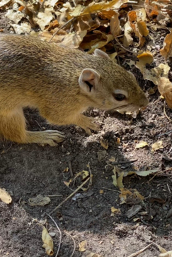 Machaba Botswana On Safari Nala Squirrel Gallery