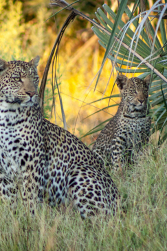 Machaba Safaris   Botswana   Ngoma Safari Lodge   Gallery Leopard