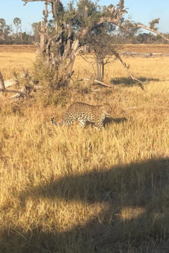 Machaba Botswana Okavango Delta Gomoti Plains Sighting June 2020 Leopard Gallery