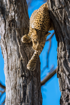 Botswana Machaba Camp Leopard Cub
