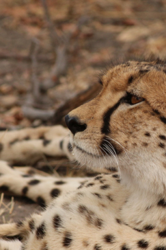 Machaba Botswana Okavango Delta Gomoti Plains Camp Cheetah Sightings July 2018