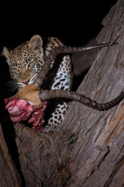 Machaba Camp Botswana Okavango Delta Little Machaba Camp Leopard Sightings October 2018