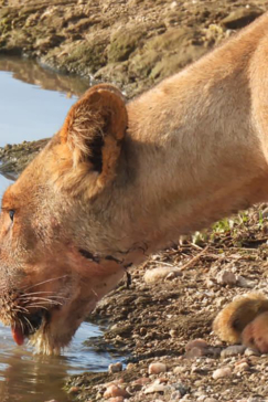 Zimbabwe Hwange National Park Deteema Springs Camp Wildlife Sightings December 2020 Female Lion Drinking