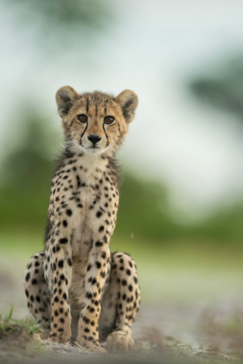 Machaba   Botswana   Okavango Delta   Gomoti Camp   Cheetah Cub