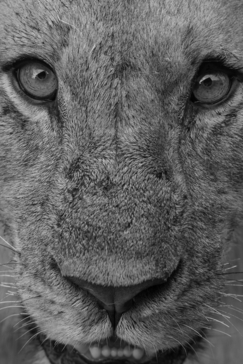 Botswana Okavango Delta Machaba Camp Grey Lion