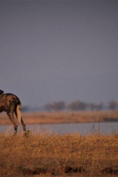 Mana Wildlog  Machaba Safaris
