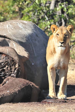 Zimbabwe Hwange Deteema Springs Sightings June 2021 Lion Carcass
